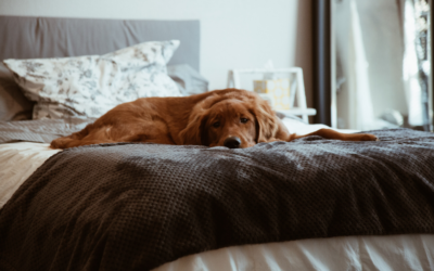 Rediscover the joy of being at home